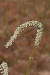 Curlytop knotweed